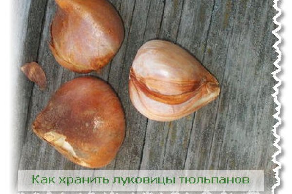 Кракен бошки