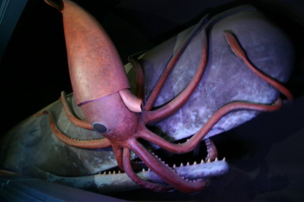 Kraken 19at